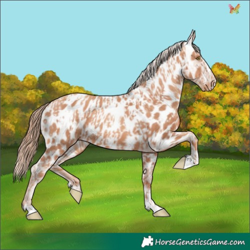 Horse Color:Gold Champagne Appaloosa and Gold Champagne Appaloosa