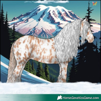 Horse Color:Gold Champagne Appaloosa  and Gold Champagne Appaloosa 