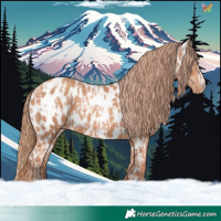 Horse Color:Gold Champagne Near Leopard  and Gold Champagne Near Leopard 