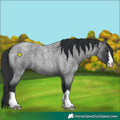 Horse Color:Blue Roan 