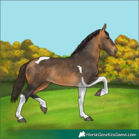 Horse Color:Buckskin Tobiano 