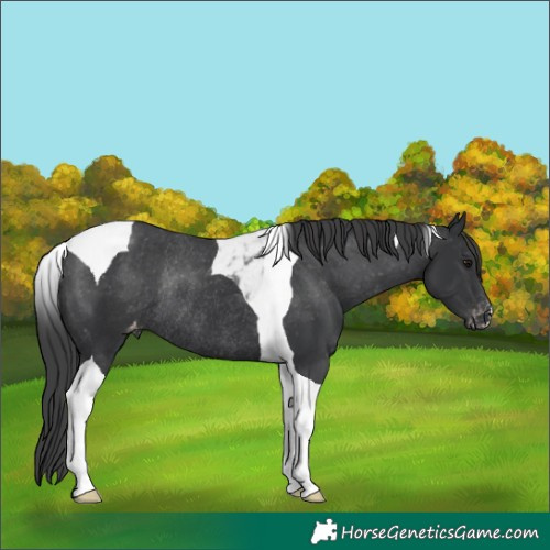 Horse Color:Black Tobiano Varnish Rabicano 