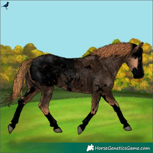 Horse Color:Void White Spotted Red Roan Splash Blanket Rabicano