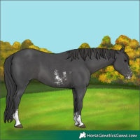 Horse Color:Black Sabino 