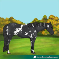 Horse Color:White Spotted Black