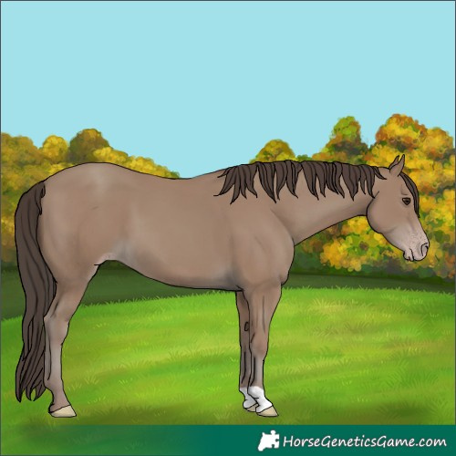 Horse Color:Classic Champagne 