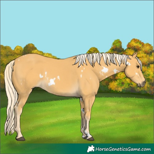 Horse Color:White Spotted Palomino