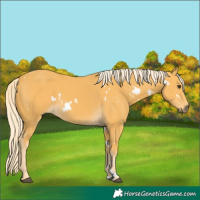 Horse Color:White Spotted Palomino 