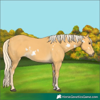 Horse Color:White Spotted Palomino 