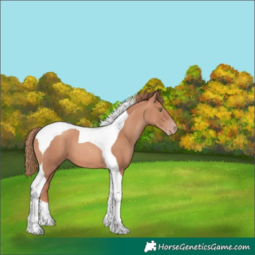 Horse Color:Gold Champagne Tobiano