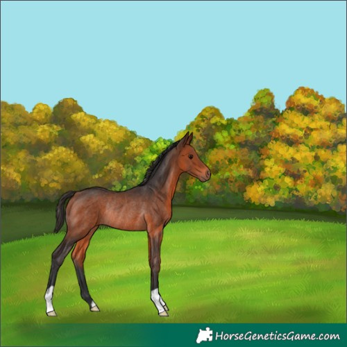 Horse Color:Bay Rabicano