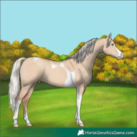 Horse Color:Silver Classic Champagne Dun Sabino Tobiano