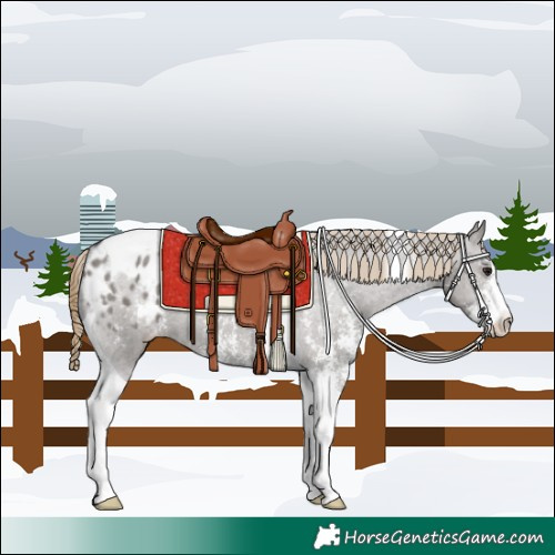 Horse Color:Smoky Grullo Sabino Tobiano Blanket 