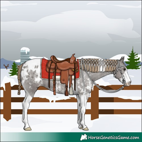 Horse Color:Smoky Grullo Sabino Tobiano Appaloosa 