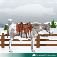 Horse Color:Smoky Grullo Sabino Tobiano Appaloosa