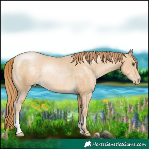 Horse Color:Buckskin Pearl Rabicano 