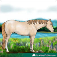 Horse Color:Buckskin Pearl Rabicano