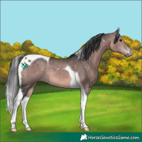 Horse Color:Platinum Bay Tobiano 