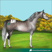 Horse Color:Gray Platinum Bay Tobiano 