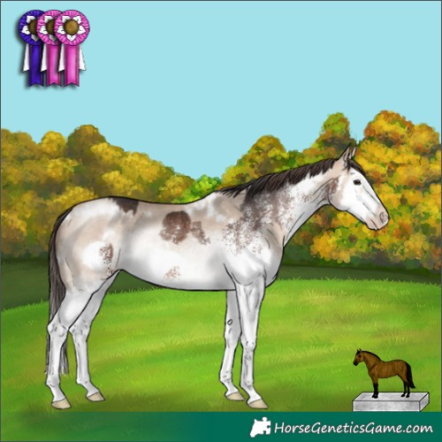 Horse Color:White Spotted Brown Splash Rabicano and White Spotted Sable Champagne Dun Sabino Splash Frame Rabicano