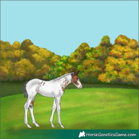 Horse Color:White Spotted Brown Tobiano Frame Appaloosa Rabicano