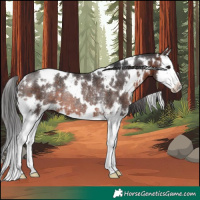 Horse Color:White Spotted Brown Splash Rabicano