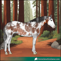 Horse Color:White Spotted Brown Splash Rabicano 