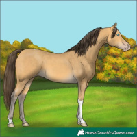 Horse Color:Amber Cream Champagne Tobiano Rabicano 