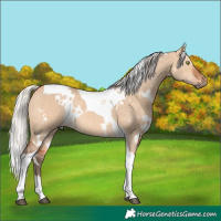 Horse Color:White Spotted Silver Bay Dun Tobiano Rabicano 