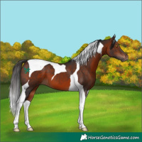Horse Color:Bay Tobiano 
