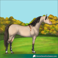 Horse Color:Bay Dun 
