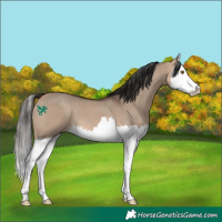 Horse Color:Bay Dun Splash 