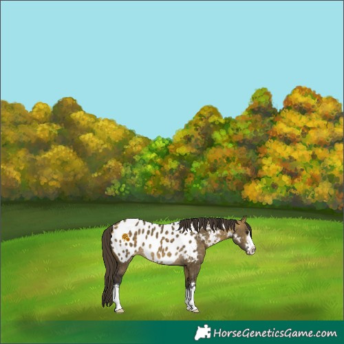 Horse Color:Buckskin Dun Near Leopard 