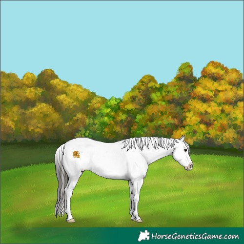 Horse Color:Buckskin Dun Sabino Appaloosa 