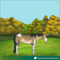 Horse Color:Buckskin Dun Sabino Appaloosa 