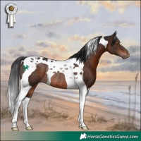 Horse Color:Bay Tobiano Rabicano 