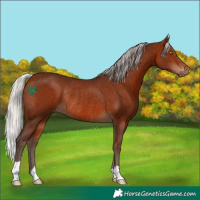 Horse Color:Silver Bay Rabicano 