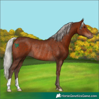 Horse Color:Silver Bay Rabicano 