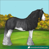 Horse Color:Black Splash Rabicano 