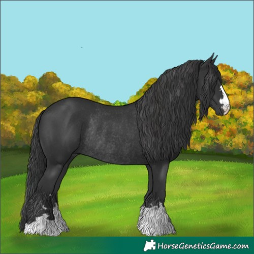 Horse Color:Black Rabicano 