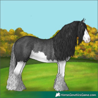 Horse Color:Black Splash Rabicano 