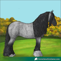 Horse Color:Blue Roan 