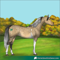 Horse Color:Buckskin Dun Tobiano Rabicano 