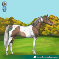 Horse Color:Silver Brown Dun Tobiano Rabicano 