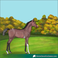 Horse Color:Brown Dun Tobiano Rabicano 