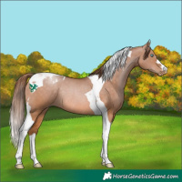 Horse Color:Brown Pearl Dun Tobiano Rabicano 