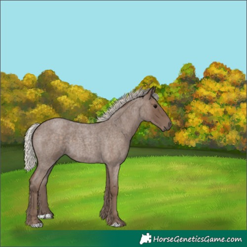 Horse Color:Silver Blue Roan 