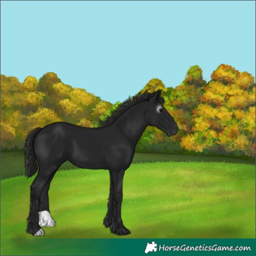 Horse Color:Gray Smoky Black 