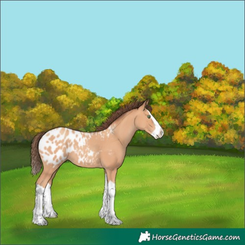 Horse Color:Amber Champagne Splash Appaloosa 