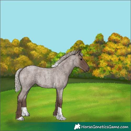 Horse Color:Silver Blue Roan Tobiano 